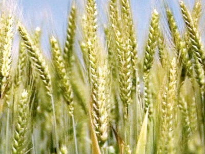 food dept officers sent on 10 day remand in wheat embezzlement case