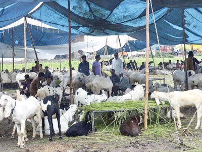 sacrificial animal business witnesses boom sacrificial animal business witnesses boom