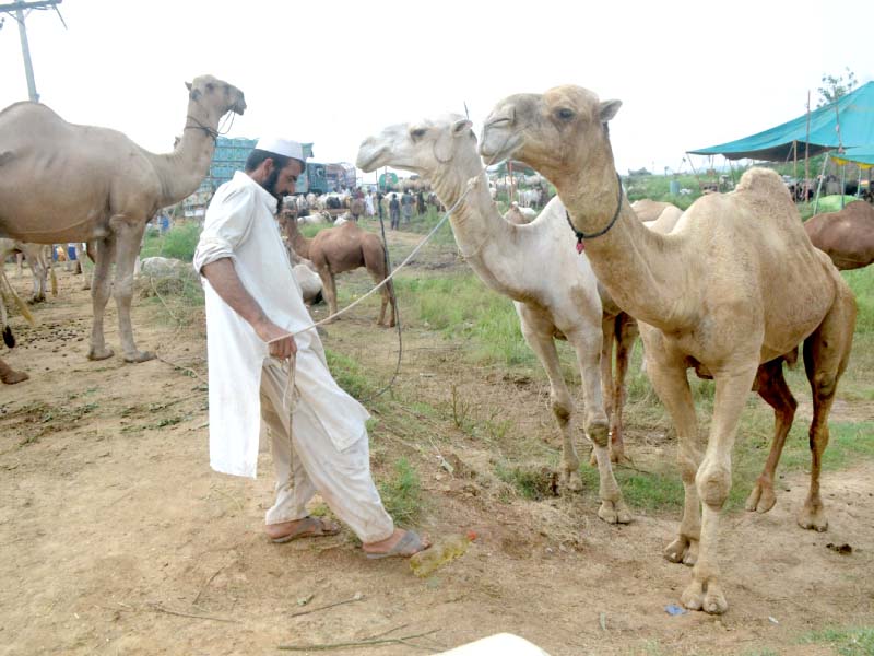 a view of a livestock market of sacrificial animals in the capital where cows are being vaccinated camels are being herded into an enclosure and a livestock trader shows a receipt of charges paid to mci for setting up his stall photo express