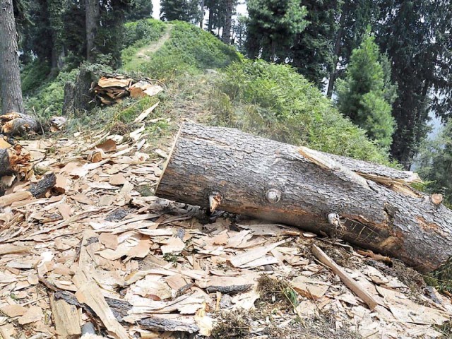 between 2000 and 2010 pakistan lost an average of approximately 43 000 hectares of forests equivalent to half the size of islamabad every year photo express file