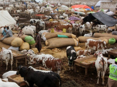 south punjab s biggest cattle market sealed