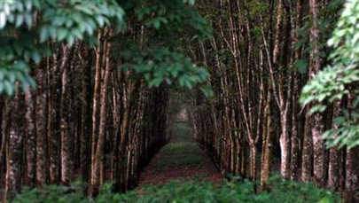 green independence day trees planted in a joint ceremony at kmu green independence day trees planted in a joint ceremony at kmu