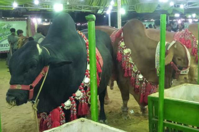 caretakers announce three day holidays for eidul azha caretakers announce three day holidays for eidul azha