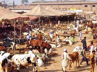 transgenders seek permission to collect hides in islamabad transgenders seek permission to collect hides in islamabad