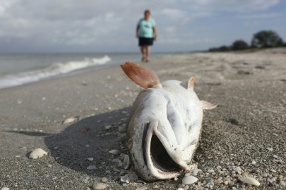 devastating dolphin loss in florida red tide disaster devastating dolphin loss in florida red tide disaster