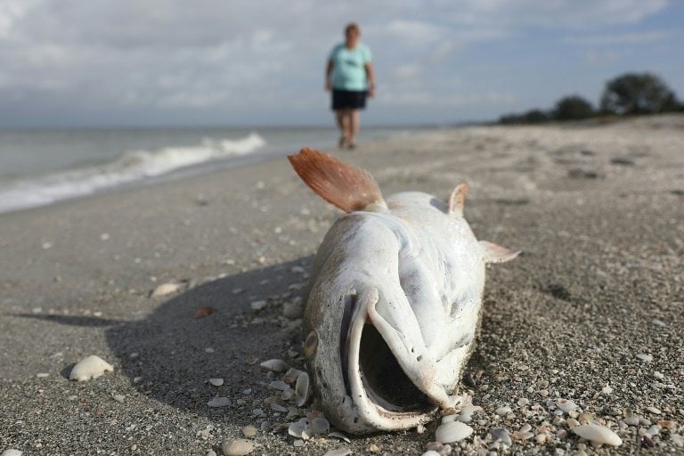 devastating dolphin loss in florida red tide disaster