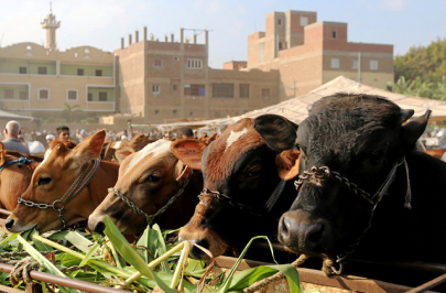 prices of sacrificial animals soar ahead of eid prices of sacrificial animals soar ahead of eid