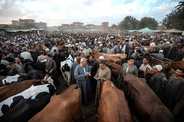 cattle traders gather at the ashun market in egypt 039 s menoufia governorate on august 15 2018 photo afp