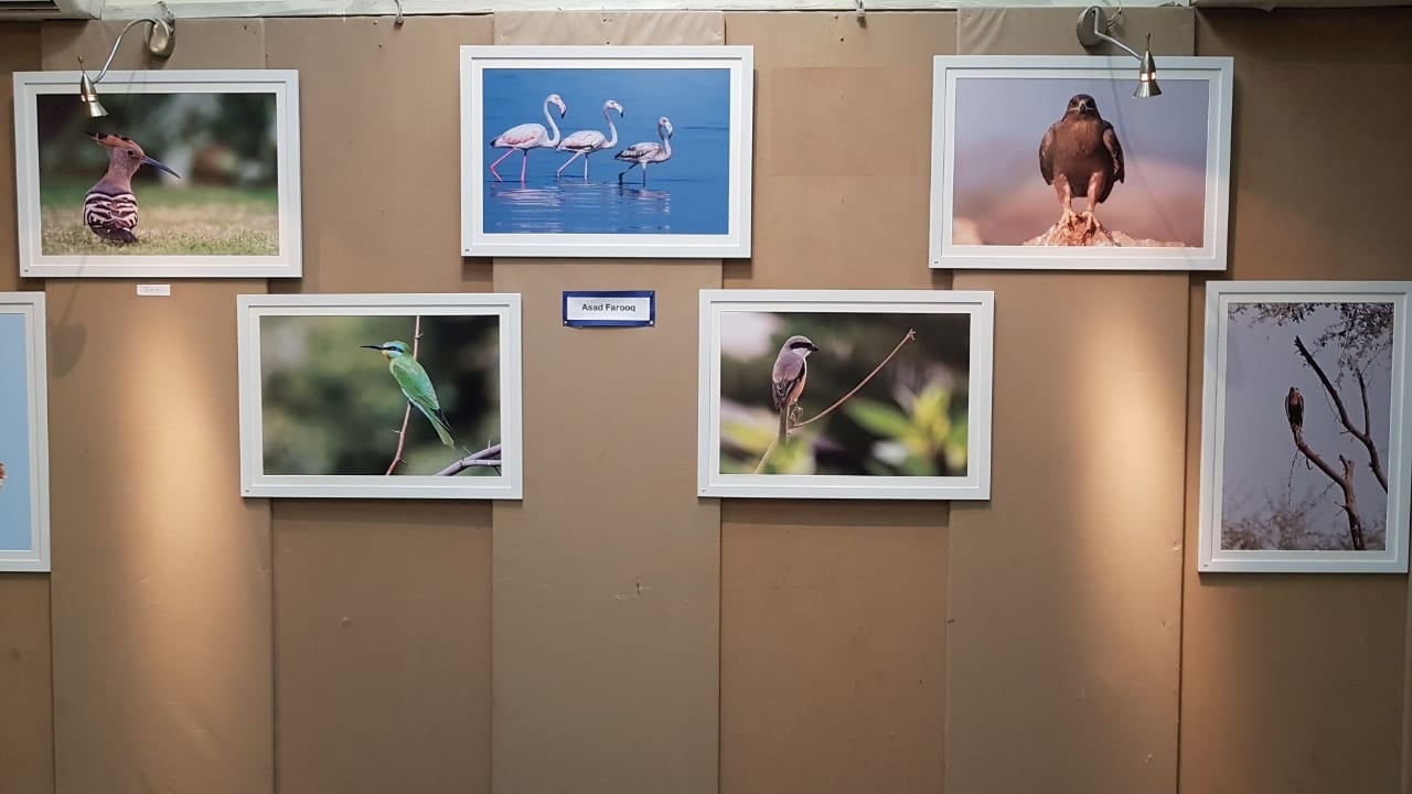 photo exhibition at pacc features the works of 16 professional and amateur wildlife photographers coming from various walks of life   photo courtesy hina rizvi