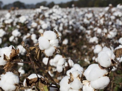 mnsua uaf to work with chinese experts mnsua uaf to work with chinese experts