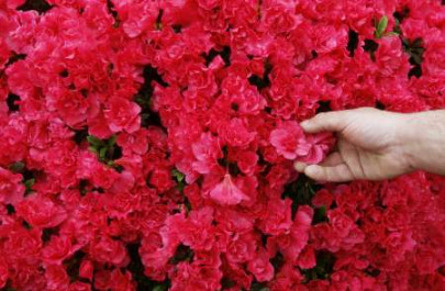 the smiling gardener the smiling gardener