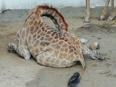 zoo or death cell giraffe latest exotic animal to die at peshawar zoo kp