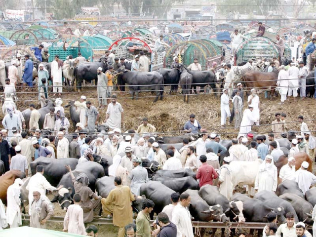 a view of the cattle market in peshawar on the last day before eidul azha photo ppi a view of the cattle market in peshawar on the last day before eidul azha photo ppi