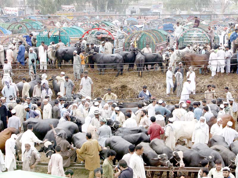 a view of the cattle market in peshawar on the last day before eidul azha photo ppi