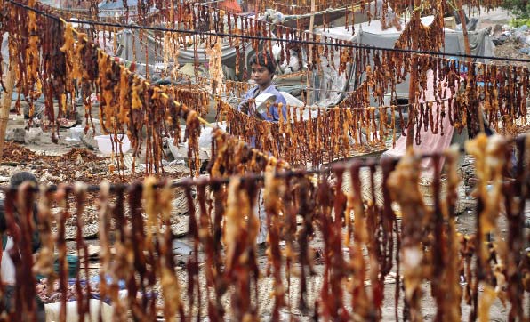 a boy stands amidst meat hung up to dry on the outskirts of karachi on wednesday families collect meat after the eidul azha sacrifice of animals and dry it for future use photo reuters