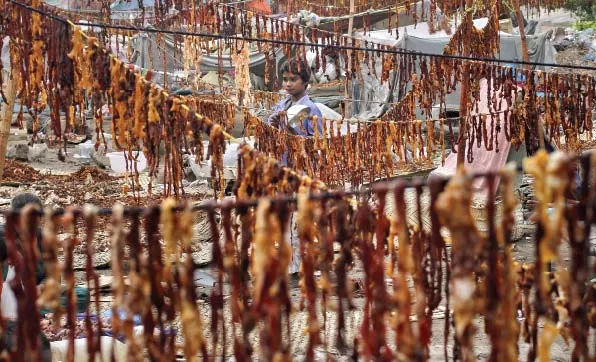 a boy stands amidst meat hung up to dry on the outskirts of karachi on wednesday families collect meat after the eidul azha sacrifice of animals and dry it for future use photo reuters a boy stands amidst meat hung up to dry on the outskirts of karachi on wednesday families collect meat after the eidul azha sacrifice of animals and dry it for future use photo reuters