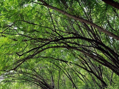 capital citizens plant 10 000 saplings over three years capital citizens plant 10 000 saplings over three years