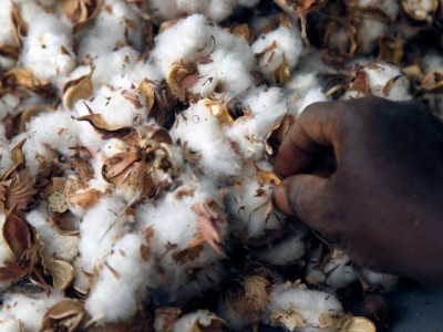pest attacks intensify in southern punjab pest attacks intensify in southern punjab