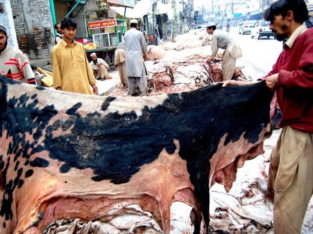 15 arrested for collecting animal hides in faisalabad