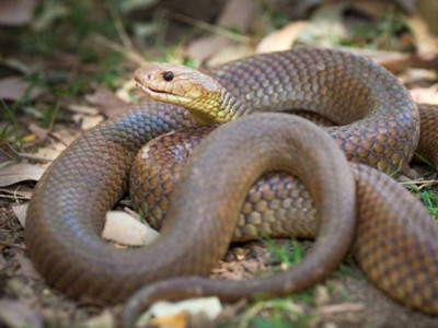 five bitten by venomous snakes