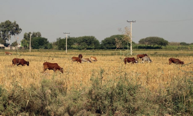file photo of tharparkar photo file file photo of tharparkar photo file