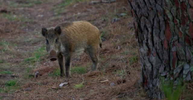 wild boars have munched through one tenth of yves rolland 039 s farm photo afp