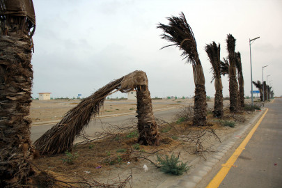 unmoved by past failures dha plants date trees in phase viii unmoved by past failures dha plants date trees in phase viii