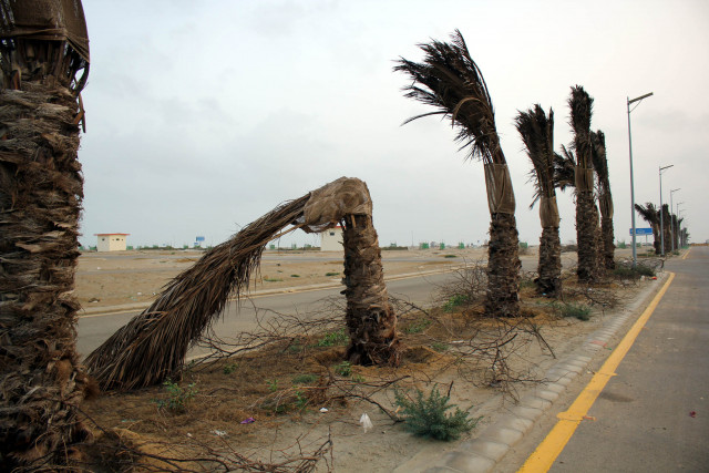 date trees planted in dha phase viii three months ago are drying up photo athar khan date trees planted in dha phase viii three months ago are drying up photo athar khan