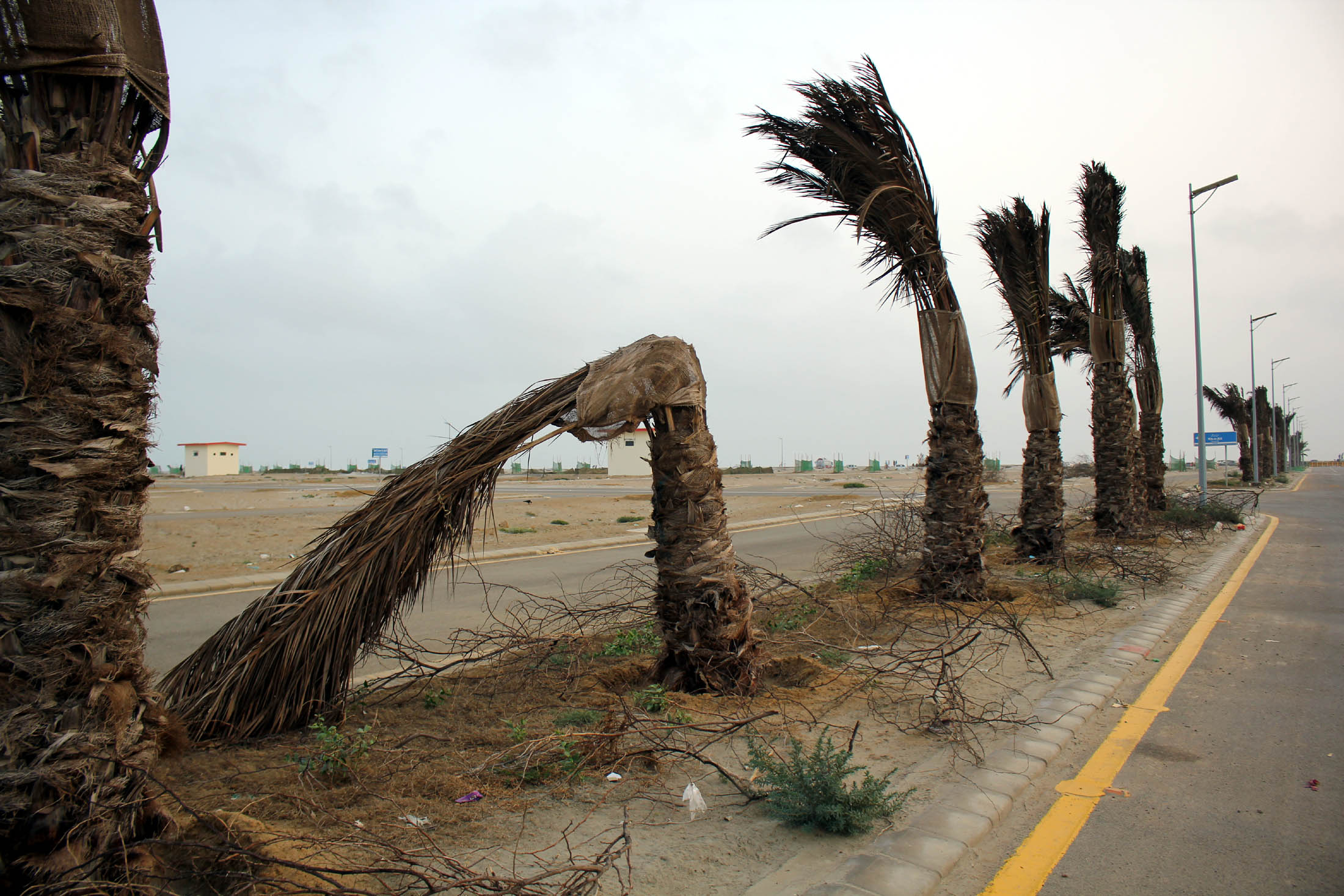 date trees planted in dha phase viii three months ago are drying up photo athar khan