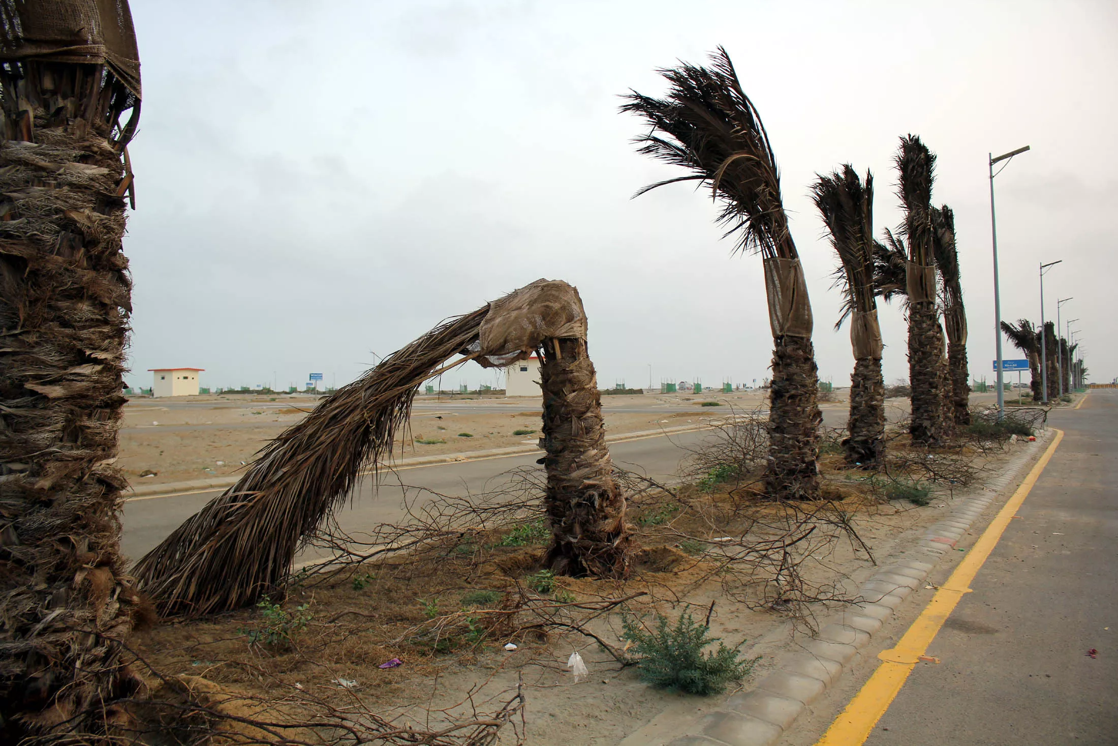 date trees planted in dha phase viii three months ago are drying up photo athar khan date trees planted in dha phase viii three months ago are drying up photo athar khan