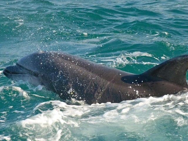 the three metre long dolphin has been nicknamed zafar photo express file