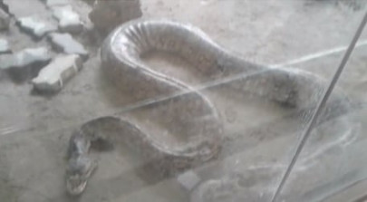 watch 16 foot long python rescued in sheikhupura