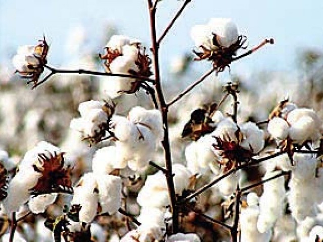 cotton crop in sindh had remained water stressed due to below average rainfall in agricultural areas photo file