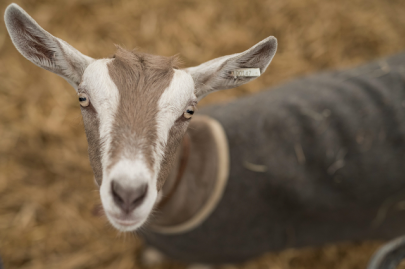 goats recognise happy humans drawn to smiling faces