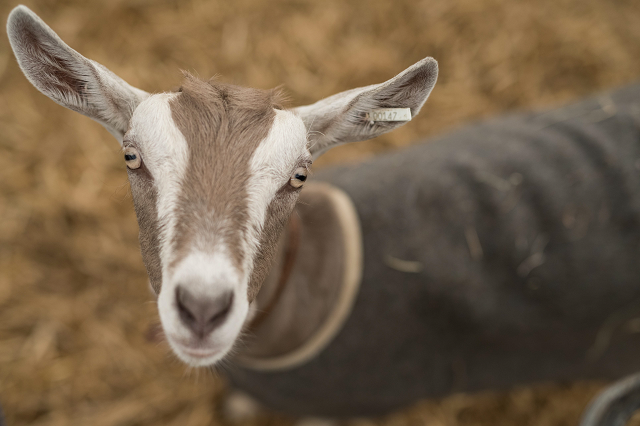 the findings suggest livestock species have very sophisticated minds to interpret their environment photo afp