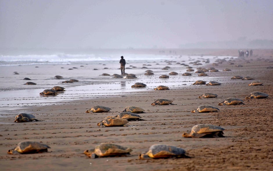 300 endangered turtles found dead on mexican beach photo afp