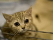 uaf attracts feline lovers from across pakistan uaf attracts feline lovers from across pakistan