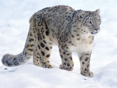 snow leopards imperative part of ecosystem experts snow leopards imperative part of ecosystem experts