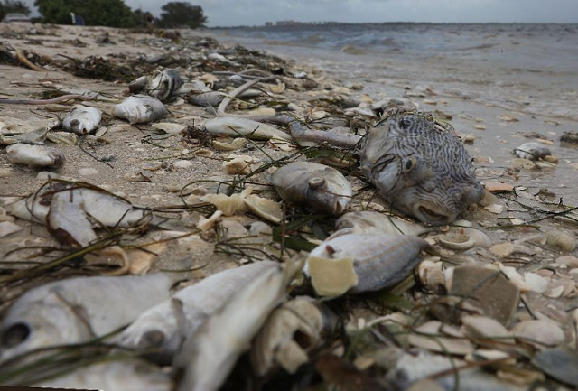 experts say marine life is suffering from the impact of industrial fishing climate change and other industries photo afp experts say marine life is suffering from the impact of industrial fishing climate change and other industries photo afp