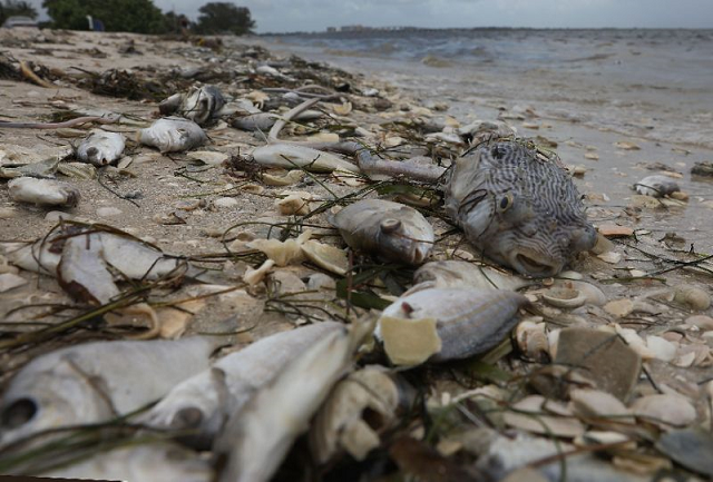 experts say marine life is suffering from the impact of industrial fishing climate change and other industries photo afp