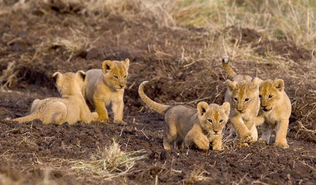 infant mortality two lion cubs die shortly after birth