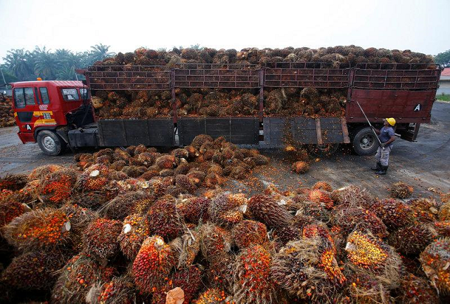 the conference will have various prominent speakers from among palm oil stakeholders in indonesia and pakistan photo reuters