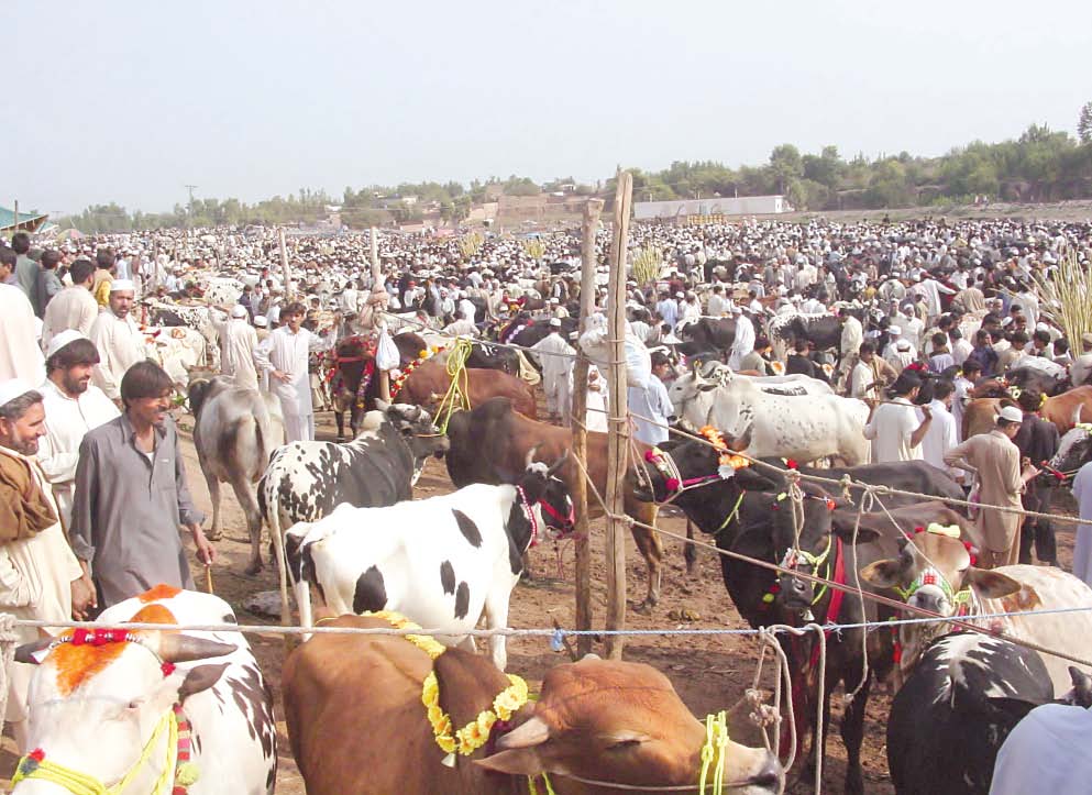 a view of a jam packed cattle market photo abdul ghaffar express