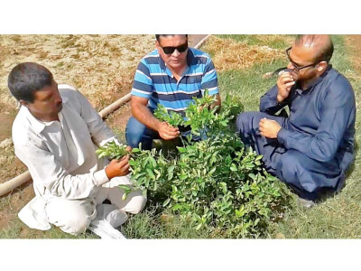 multan district government to plant 200 000 trees multan district government to plant 200 000 trees