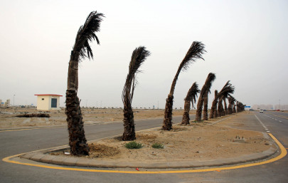 environmental emergency tree planting could become mandatory