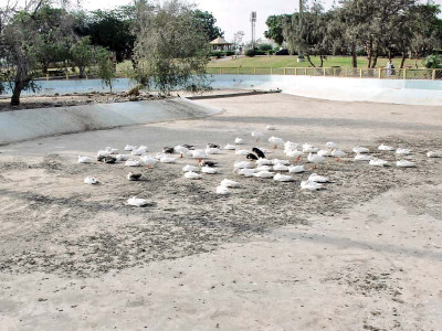 what the duck mayor promises big bucks for karachi s hill park but fails to deliver what the duck mayor promises big bucks for karachi s hill park but fails to deliver