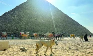 tourists have been eager to see canine climbers who have made the pyramids their home photo afp