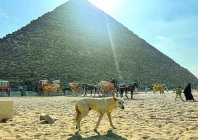 tourists have been eager to see canine climbers who have made the pyramids their home photo afp