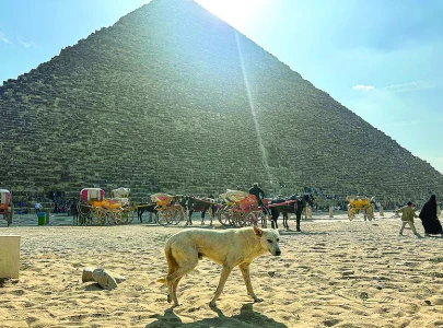 stray pyramid pup scales new heights of fame