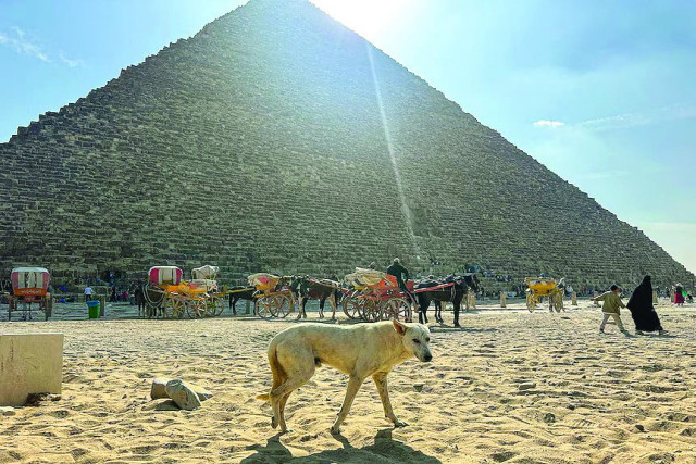 tourists have been eager to see canine climbers who have made the pyramids their home photo afp tourists have been eager to see canine climbers who have made the pyramids their home photo afp